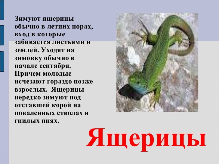 Доклад на тему t зимуют животные картинки Доклад на тему t зимуют животные картинки